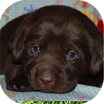 Hershey
